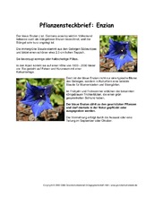 Pflanzensteckbrief-Enzian.pdf